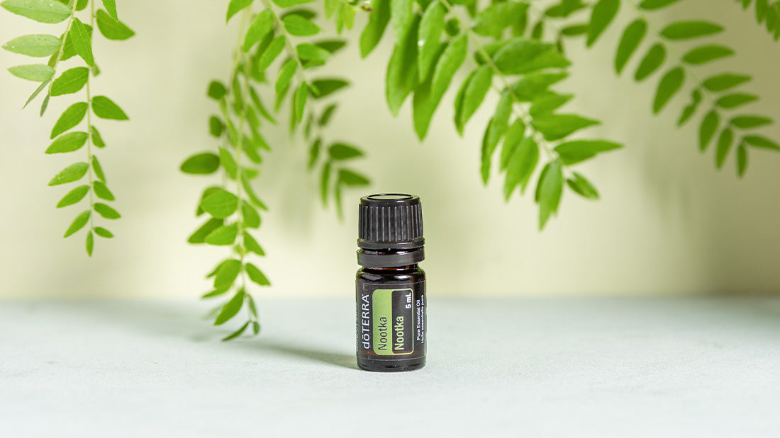 PRODUCTO DEL MES. 'Nookta', el ciprés de Alaska