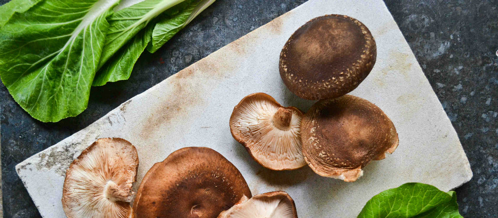 HONGO SHIITAKE , SAY WHAT?!