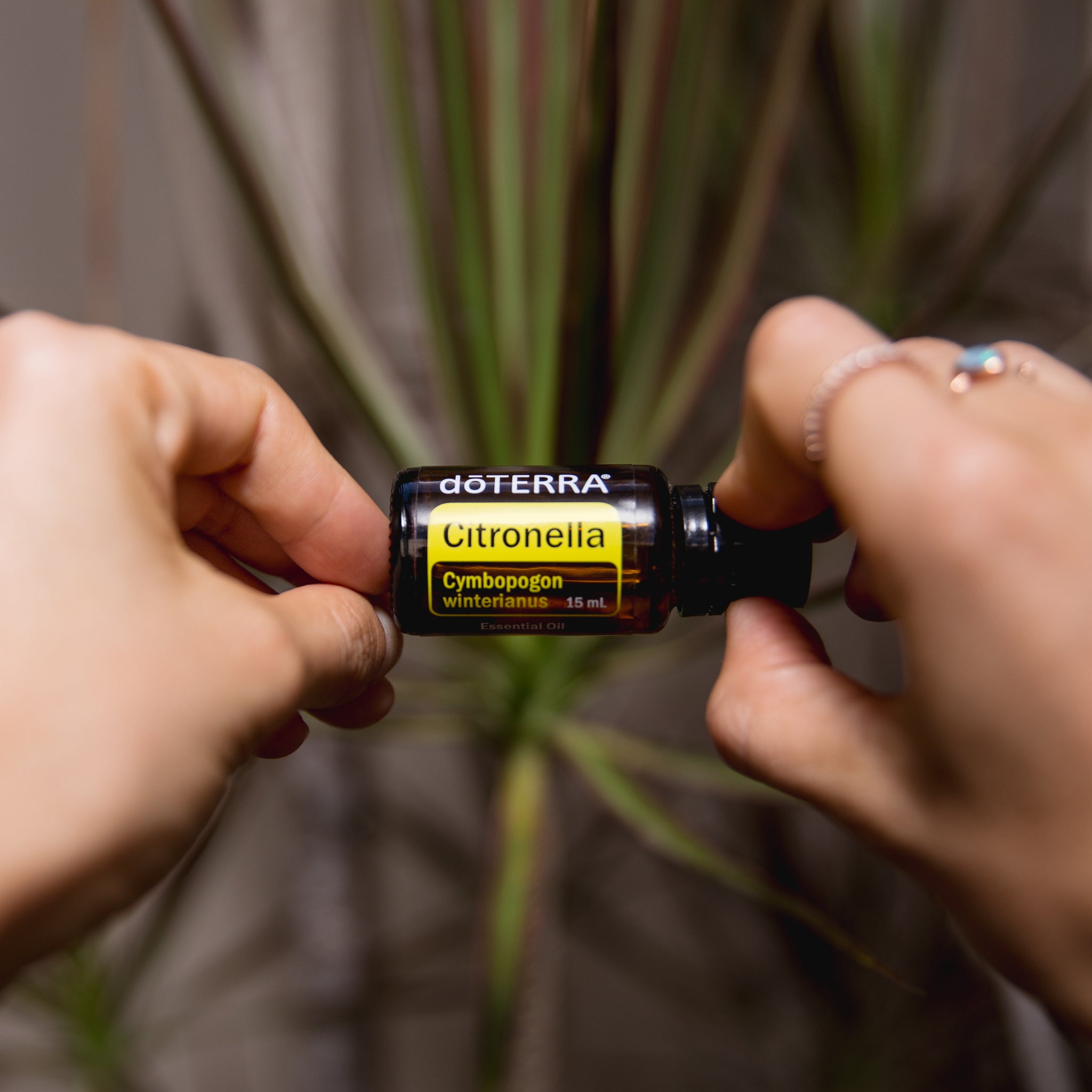 PRODUCTO DEL MES. ‘Citronella’, el repelente natural más poderoso que puedes tener en casa