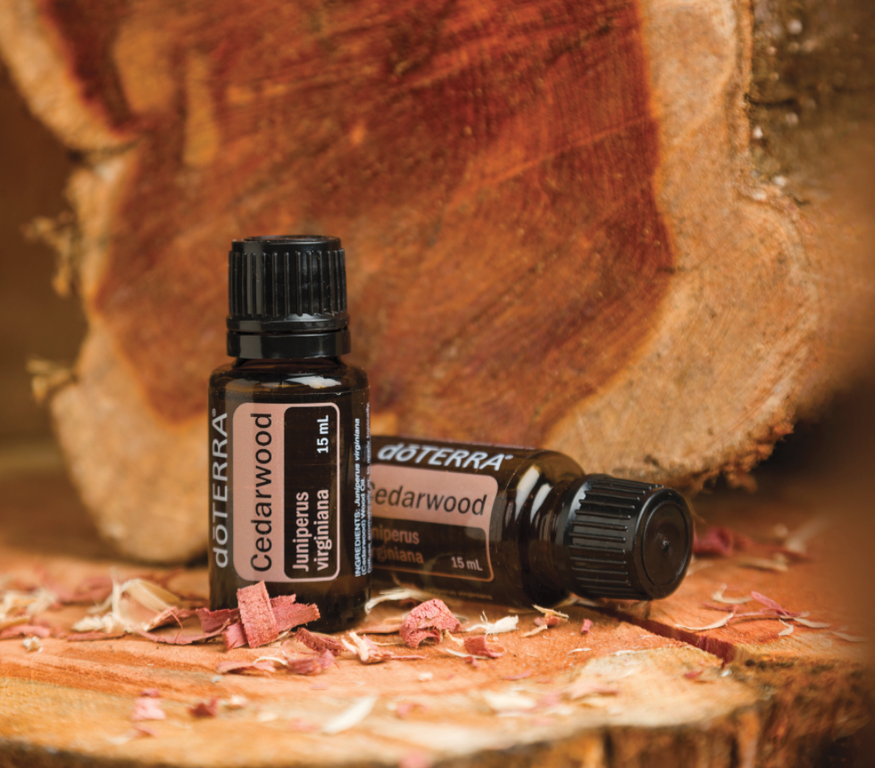 PRODUCTO DEL MES: ACEITE DE ‘CEDRO’. Lo que necesitas saber sobre el “Aceite de la Comunidad”