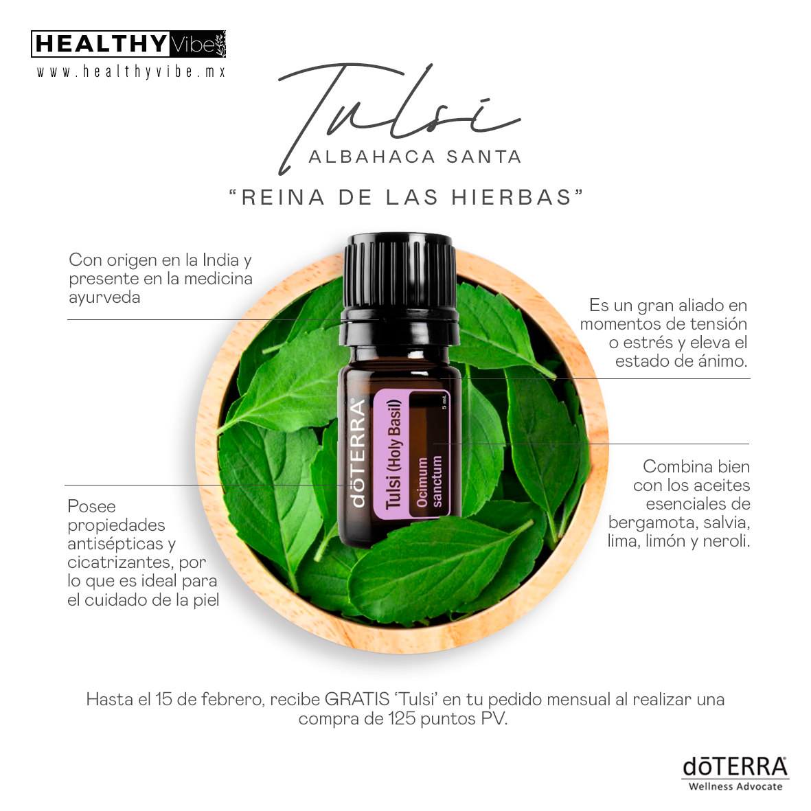 PRODUCTO DEL MES. Conoce a la incomparable reina de las hierbas, ‘Tulsi’